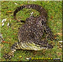 Large goannas, or lace monitors, frequent the Freshwater Picnic Area