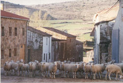 Sheep in Spanish village