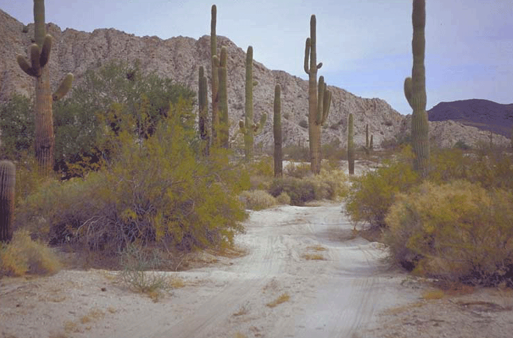 Stunning vegetation along the trail