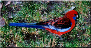 Australia's colorful crimson rosella