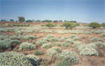 Desert flowers near Ivanhoe