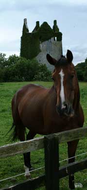 history--and new friends--abound in the Irish countryside